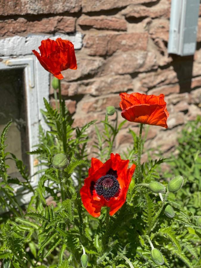 Rosenfors Herrgard B&B Borgholm Buitenkant foto